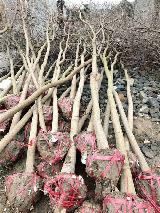 九江乌桕“江西乌桕”江西九江乌桕 