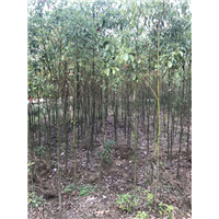 江西3公分香樟小苗：九江3公分香樟树 