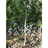 5公分紫玉兰：江西紫玉兰 