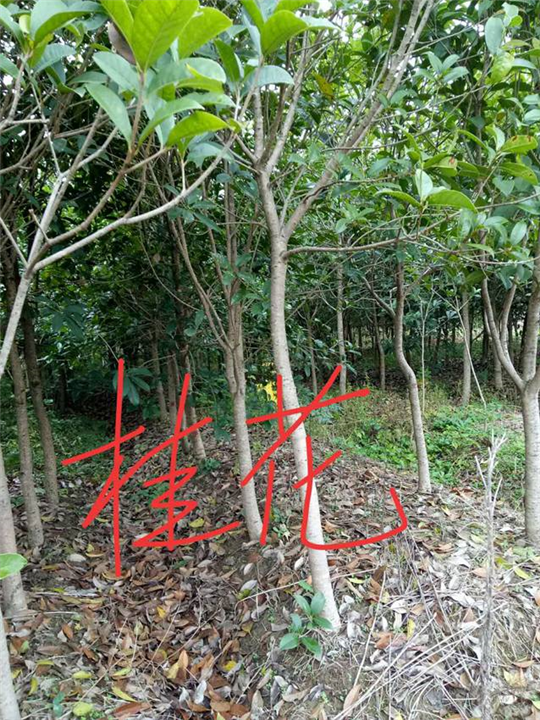 桂花：江西桂花树：九江桂花树 