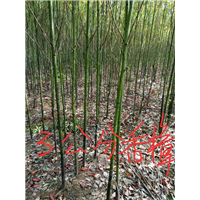 3公分香樟：江西香樟树：九江香樟