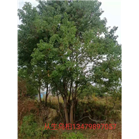 江西丛生乌桕/九江乌桕