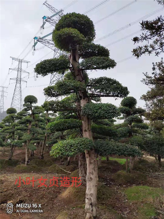 江西造型小叶女贞