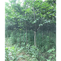 江西枫香：九江枫香/江西九江枫香树苗