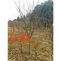 江西红枫：九江红枫：江西九江红枫 