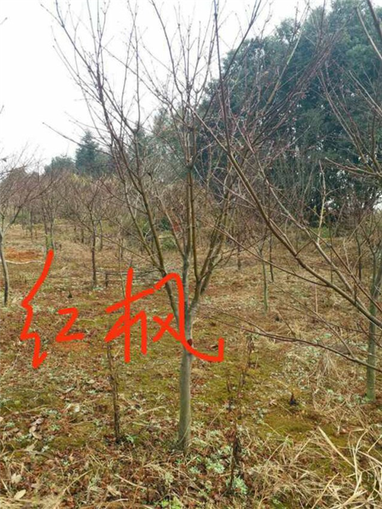 江西红枫：九江红枫：江西九江红枫 