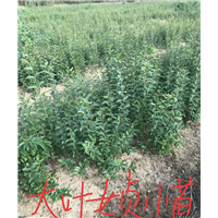 江西大叶女贞小苗/江西大叶女贞 
