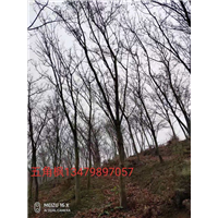 江西五角枫 