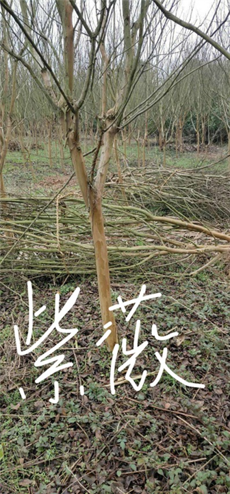 紫薇树：江西紫薇/九江紫薇 