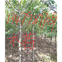 江西木荷：九江木荷/江西九江木荷 