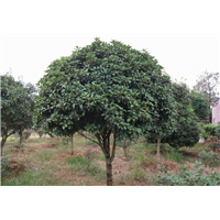 江西桂花｝哪里有桂花树基地/九江桂花 