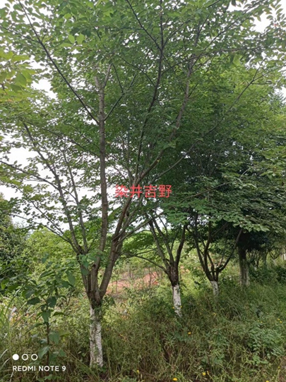 江西染井吉野