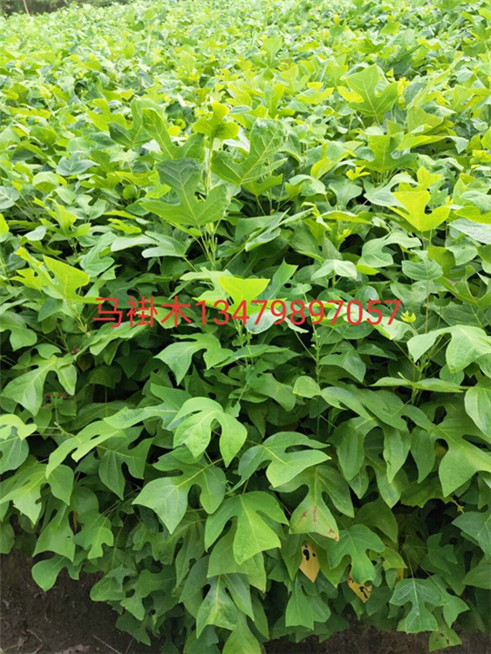 江西马褂木小苗1江西马褂木