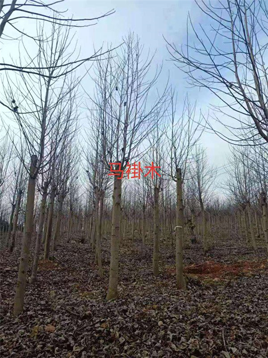 江西马褂木1九江马褂木