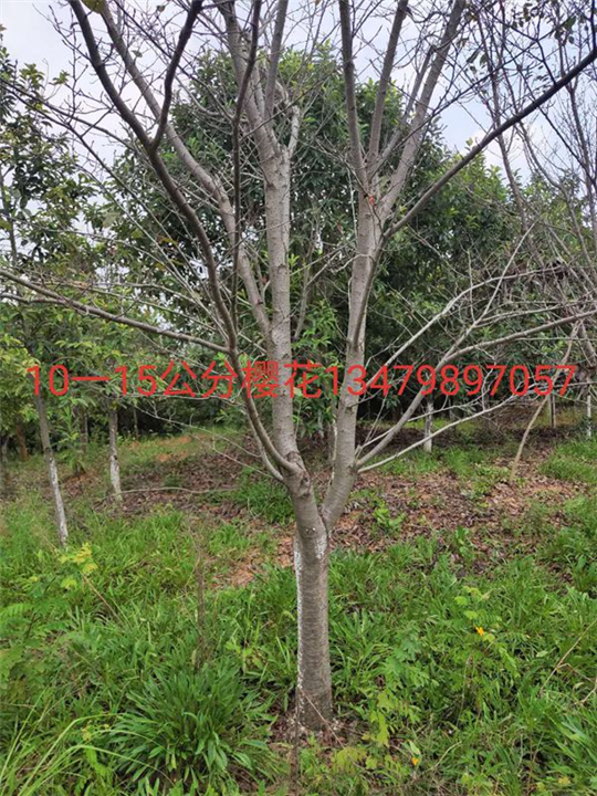 江西樱花树1九江樱花树