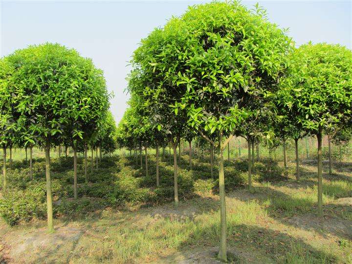 江西桂花、九江桂花树、桂花种植基地 