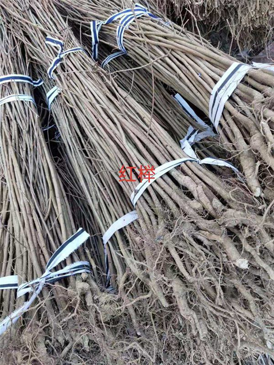 江西红榉1江西哪里有红榉