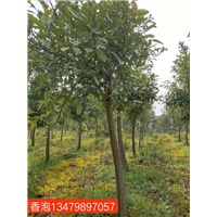 江西香泡：九江香泡树：供应商