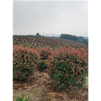 江西红叶石楠球-江西红叶石楠球基地 