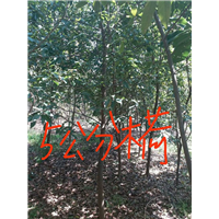 5公分木荷：九江木荷：江西木荷 