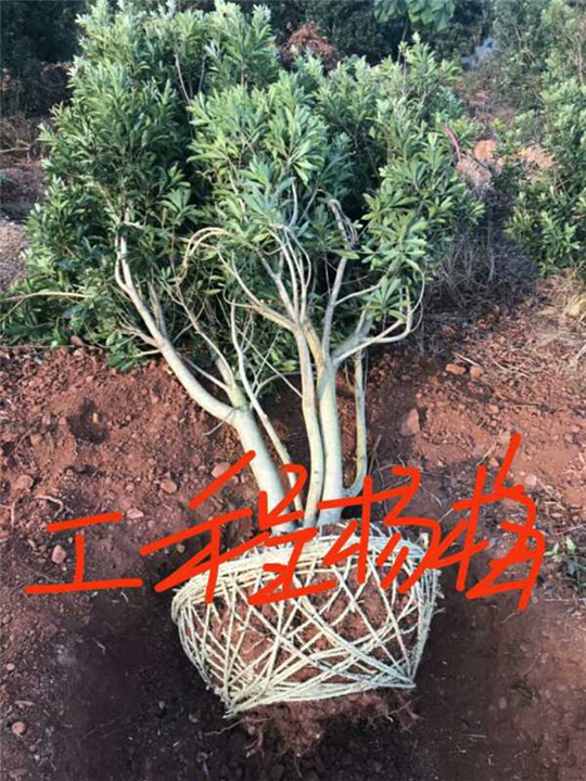 工程杨梅：九江工程杨梅：江西杨梅树 