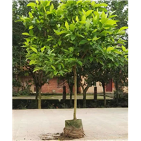 重庆老人葵|重庆黄桷树|重庆香樟-直销