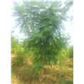 丛生蓝花楹、、丛生蓝花楹基地