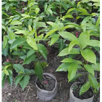 重庆黄桷兰丨重庆蓝花楹丨重庆老人葵-种植