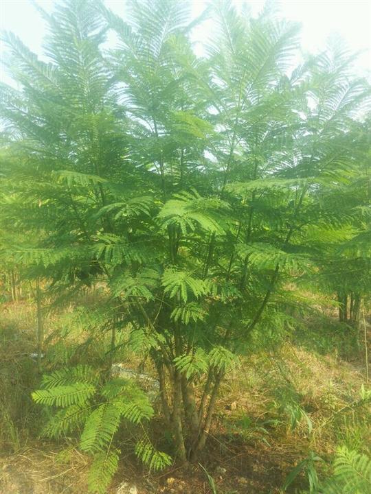 丛生蓝花楹&优质丛生蓝花楹