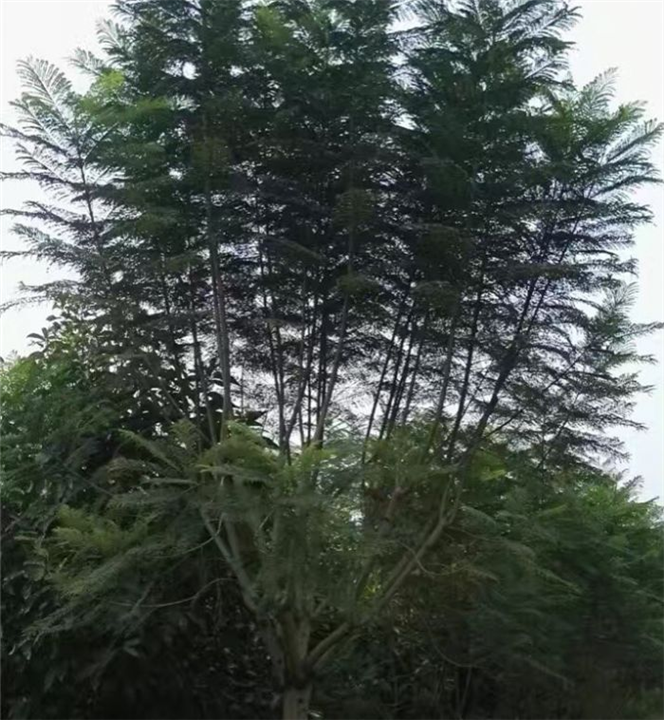 重庆黄桷兰丨重庆蓝花楹|重庆香樟-优惠