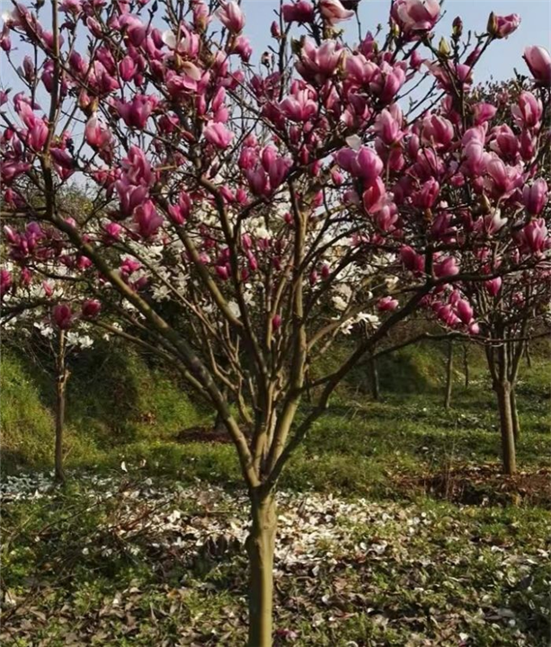 重庆黄桷兰价格丨重庆蓝花楹|重庆香樟