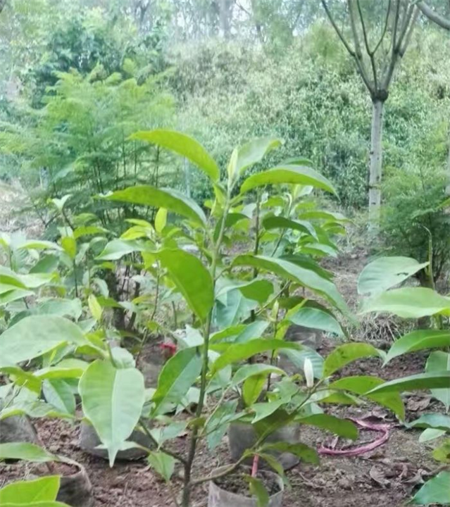 重庆黄桷兰丨重庆蓝花楹丨重庆老人葵-批发