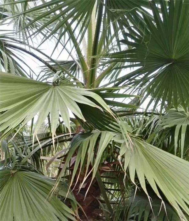 重庆黄桷兰丨重庆蓝花楹批发|重庆香樟