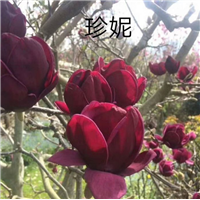 珍妮重庆玉兰品种珍妮玉兰 