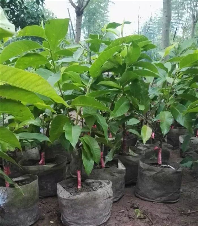 重庆黄桷兰丨重庆蓝花楹丨重庆老人葵-销售