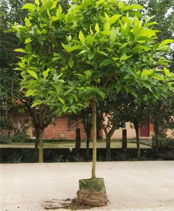 重庆老人葵|重庆黄桷树|重庆香樟-直销