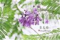 蓝花楹- 重庆黄桷兰-**重庆黄桷兰 