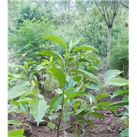 重庆黄桷兰丨重庆蓝花楹丨重庆老人葵-批发