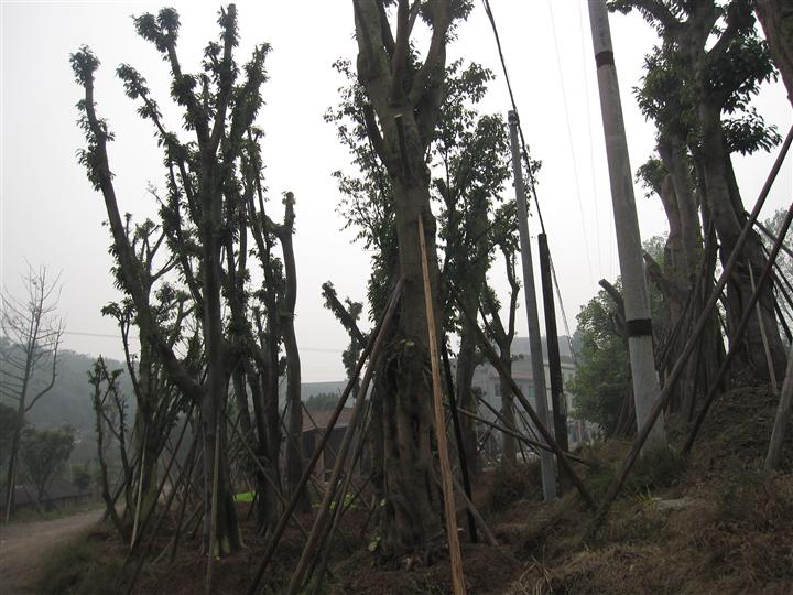 黄桷树价格--重庆黄桷树--优质黄桷树--黄桷树种植03 