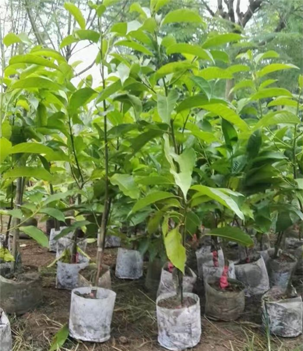 重庆黄桷兰丨重庆蓝花楹丨重庆老人葵-行情