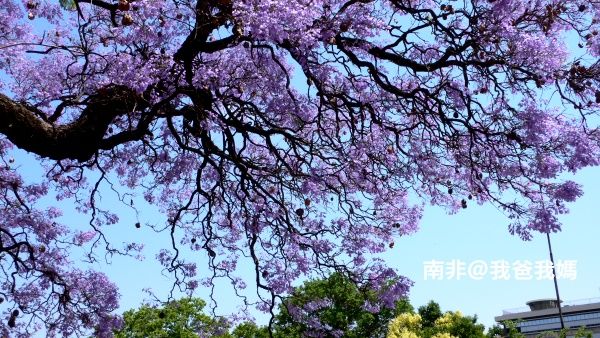 蓝花楹- 重庆黄桷兰-直销重庆蓝花楹 