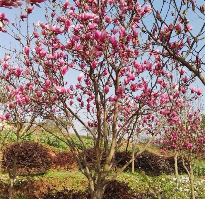 重庆黄桷兰丨重庆蓝花楹|重庆香樟种植