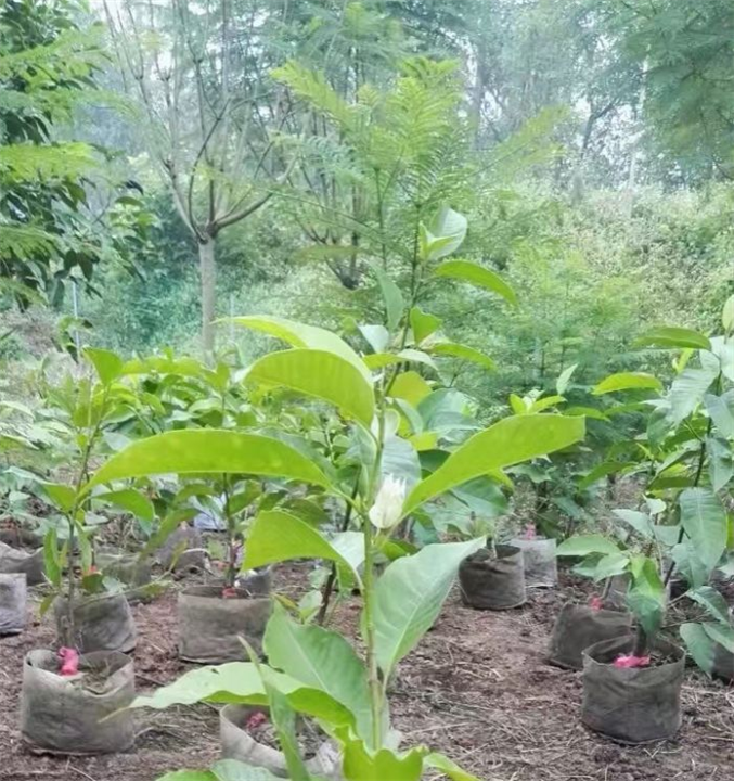 重庆黄桷兰丨重庆蓝花楹丨重庆老人葵-供应