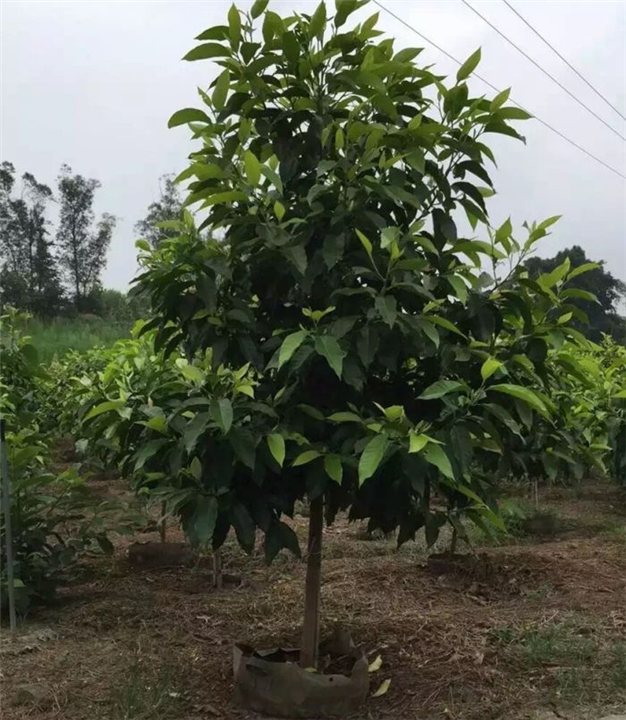 重庆老人葵|重庆黄桷树|重庆香樟-旺佳