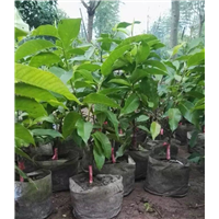 重庆黄桷兰丨重庆蓝花楹丨重庆老人葵-销售
