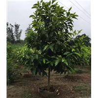 重庆老人葵|重庆黄桷树|重庆香樟-旺佳