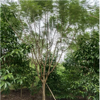 重庆蓝花楹基地蓝花楹价格 