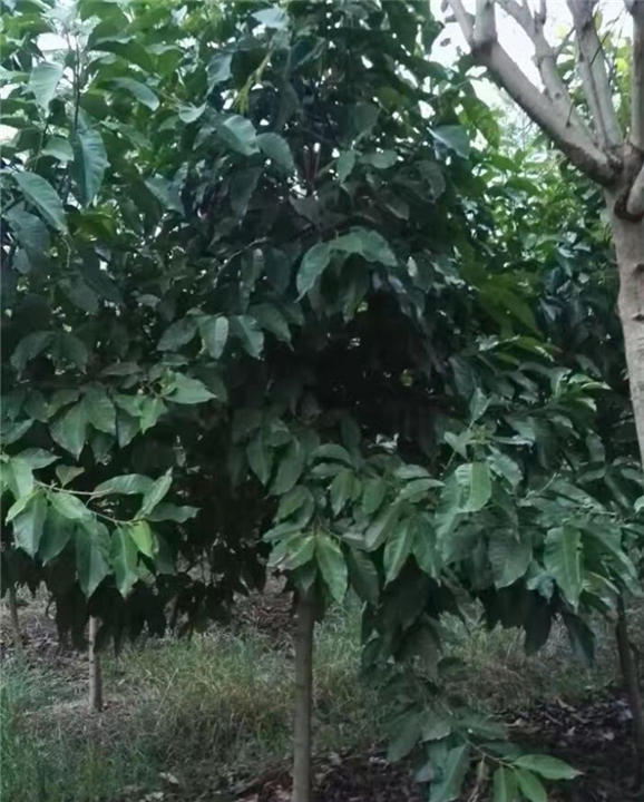 重庆黄桷兰苗丨重庆蓝花楹苗|重庆香樟苗