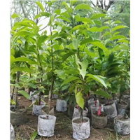 重庆黄桷兰丨重庆蓝花楹丨重庆老人葵-行情
