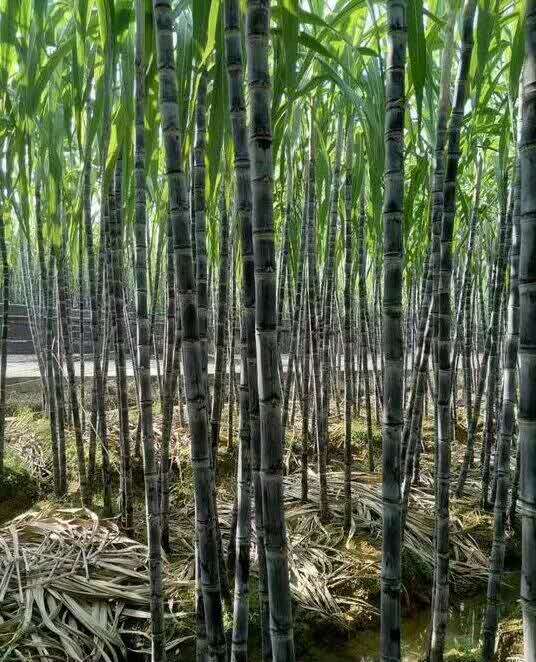 广西甘蔗代办